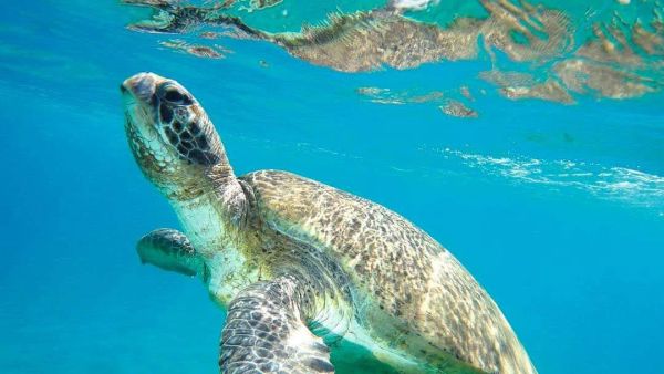 loggerhead-turtles Kefalonia