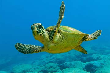 wildlife-sense-Kefalonia-taxi-247